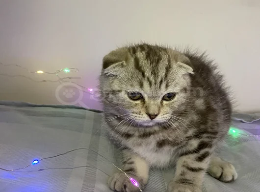 Mükemmel Bir Yavrruu görsel