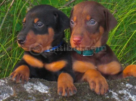 Safkan A Kalite Dişi Erkek Doberman Yavrularımız görsel