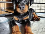 Safkan a kalite dişi erkek doberman yavrularımız