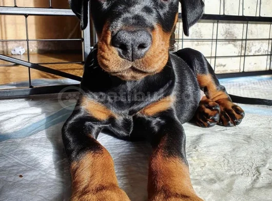 Safkan a kalite dişi erkek doberman yavrularımız