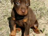 Dişi Erkek Kızıl Doberman Yavrular
