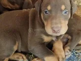 Dişi Erkek Kızıl Doberman Yavrular