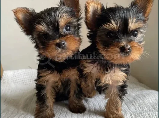 Tea cup yorkshire terrier yavrular