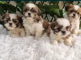 Shihtzu Yavru Lar Mükemmel Güzellikte
