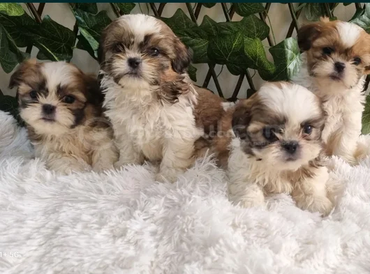 Shihtzu Yavru Lar Mükemmel Güzellikte görsel