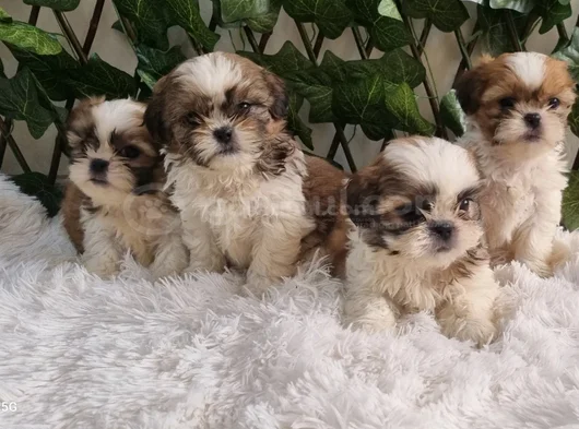 Shihtzu Yavru Lar Mükemmel Güzellikte