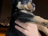 Erkek Yavru Rottwei̇lerimiz Yuva Ariyoruz