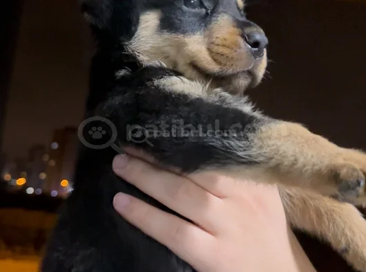 Erkek Yavru Rottwei̇lerimiz Yuva Ariyoruz görsel