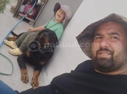 Vet Heki̇mden 17 Eyl 2025  2 Erkek Yavru Rezerveye Açık görsel