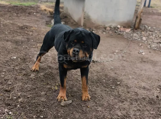 Vet Heki̇mden 17 Eyl 2025  2 Erkek Yavru Rezerveye Açık görsel
