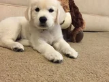 Baby Face Golden Retriever Bebekler