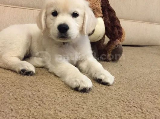 Baby Face Golden Retriever Bebekler görsel