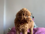 Toy Poodle