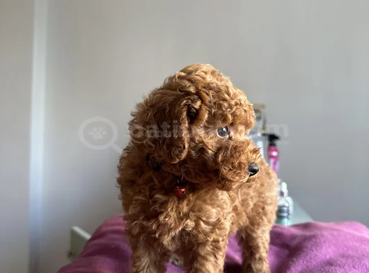 Toy Poodle