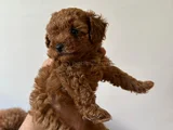 Toy Poodle