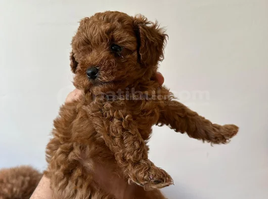 Toy Poodle görsel