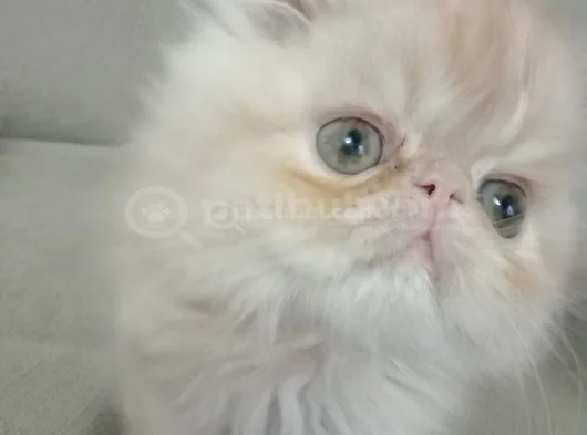 Safkan Şecereli İran Bebekler görsel