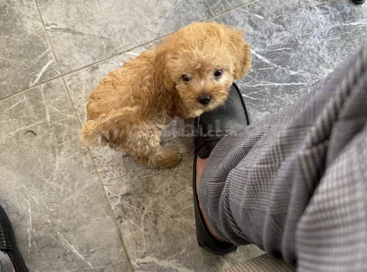 4 Aylık Toy Poodle görsel