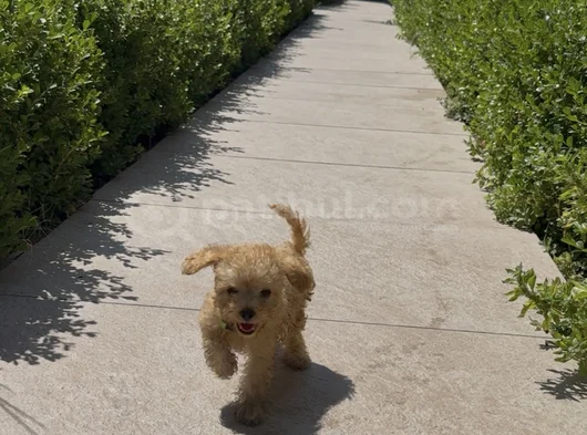4 Aylık Toy Poodle görsel