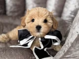 Şi̇ri̇n Malti̇poo Yavrularimiz