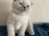 40 Günlük Scottish Fold Yavrular