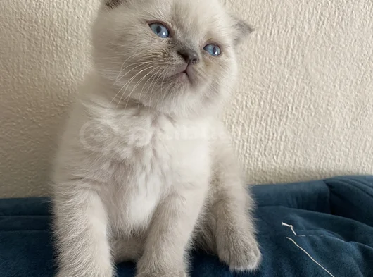 40 Günlük Scottish Fold Yavrular görsel