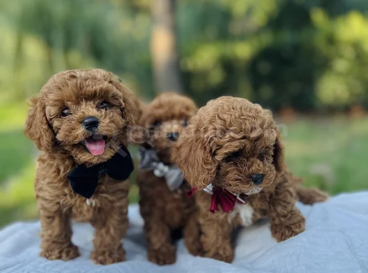 Efsane Güzellikte Safkan Tiny Toy Poodle Yavrular görsel