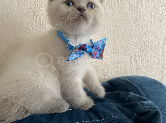 40 Günlük Scottish Fold Yavrular