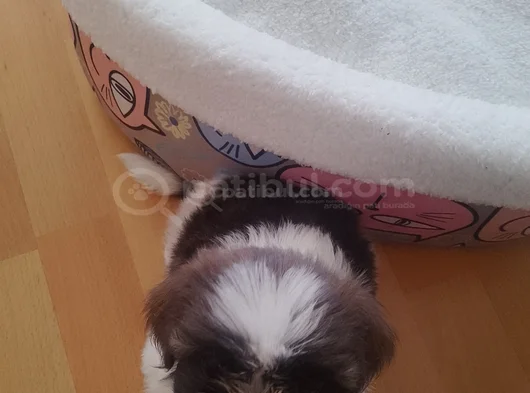 2 Aylık Sahiplendirilecektir görsel