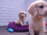 Labrador Bebekler