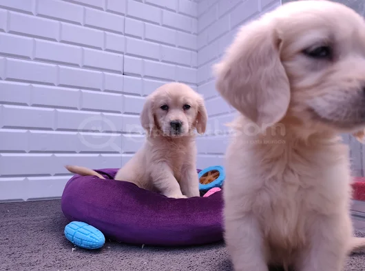 Labrador Bebekler görsel