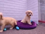 Labrador Bebekler
