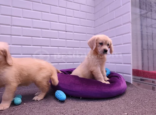 Labrador Bebekler görsel