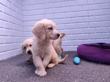 Labrador Bebekler