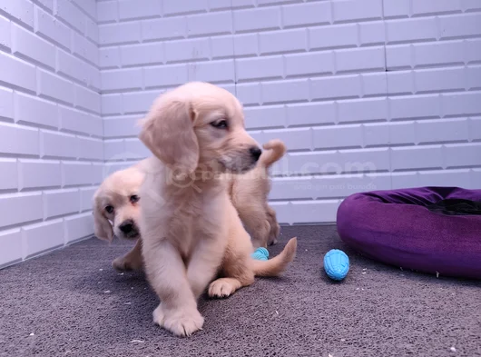 Labrador Bebekler görsel