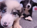 A Kalite Irk Garantili Border Collie Yavruları