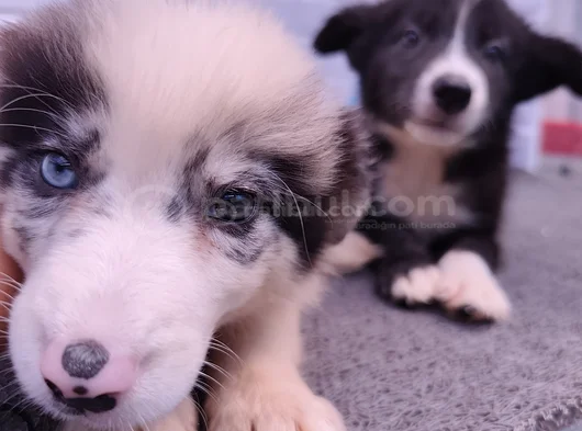A Kalite Irk Garantili Border Collie Yavruları görsel