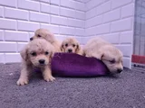 Labrador Bebekler