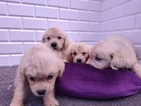 Labrador Bebekler