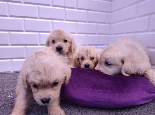Labrador Bebekler
