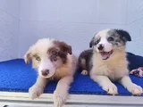 A Kalite Irk Garantili Border Collie Yavruları