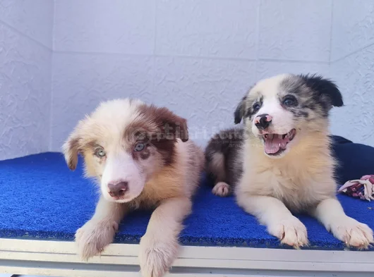 A Kalite Irk Garantili Border Collie Yavruları görsel