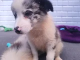A Kalite Irk Garantili Border Collie Yavruları