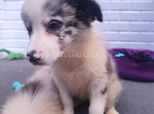 A Kalite Irk Garantili Border Collie Yavruları görsel