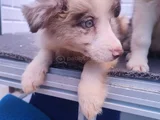 A Kalite Irk Garantili Border Collie Yavruları