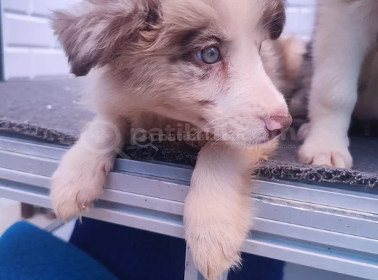 A Kalite Irk Garantili Border Collie Yavruları görsel