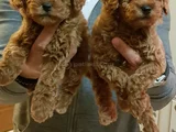 Her Renk Her Boy Orji̇nal Toy Poodle Yavrular