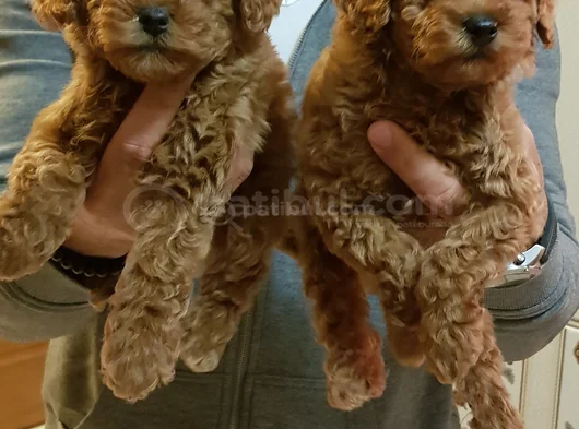 Her Renk Her Boy Orji̇nal Toy Poodle Yavrular görsel