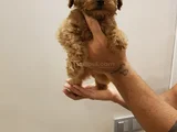 Her Renk Her Boy Orji̇nal Toy Poodle Yavrular