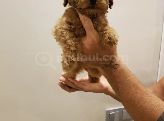 Her Renk Her Boy Orji̇nal Toy Poodle Yavrular görsel